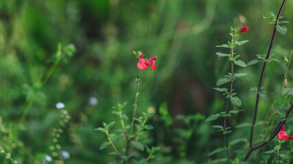 red poppy in the field