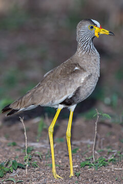 African Wattled Lapwing