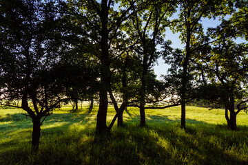Letni poranek z mgłami w Dolinie Narwi,Podlasie ,Polska © podlaski49