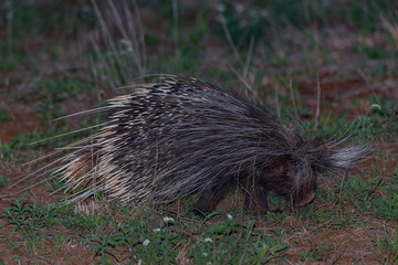 Cape Porcupine