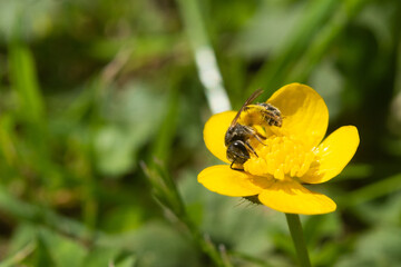 Bee collecting Pollen From Buttercup.