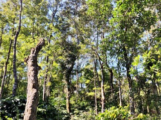 Fototapeta premium trees in the forest