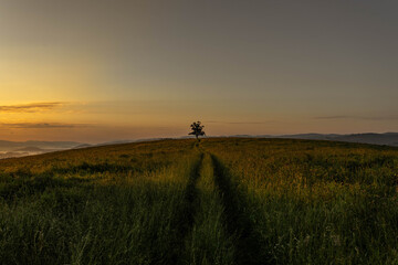 Obraz na płótnie Canvas Lone tree captured in beautiful sunrise scenery in summer