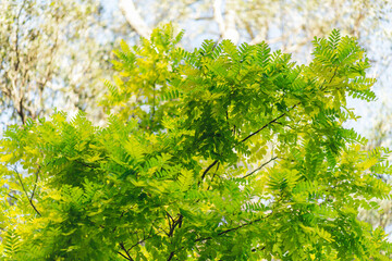 green leaves in sunlight
