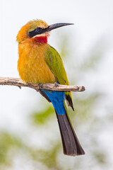 White-Fronted Bee-Eater.