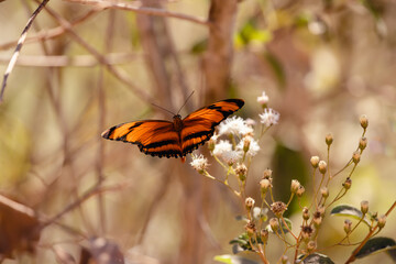 Orange Butterfly on white wild flowers. Orange tiger (Dryadula phaetusa) - Brazilian pantanal wetlands.