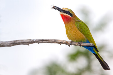 White-Fronted Bee-Eater.