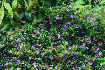 purple flowers in the garden