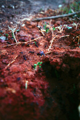 autumn leaves in the forest