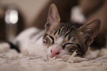 Sick, sluggish, runny nose domestic cat. Tabby and in white colors © ozencdeniz