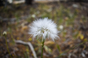 dandelion in the forest 