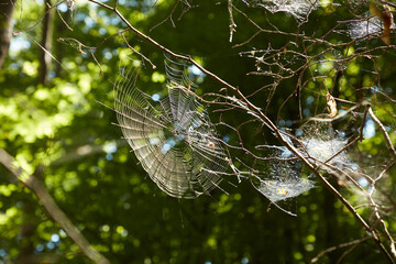 Von der Sonne beschienene Spinnennetze im Wald.