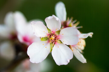 Fototapeta na wymiar A flowering Almond tree (Prunus dulcis)