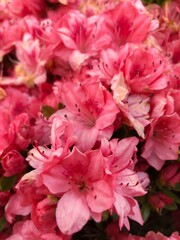 flower closeups