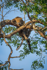 leopard sitting on a tree