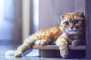 Red Scottish Fold cat resting on a shelf and looks lazily at the camera