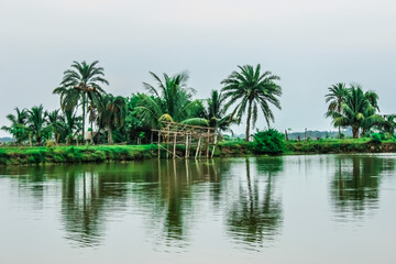 Fototapeta na wymiar palm trees in the water