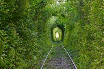 The Arch of Love. Wonders of nature. A natural arch formed by intertwined trees above a railway....