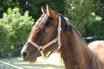 Adult morgan horse standing in summer corral near feeding station and other horses