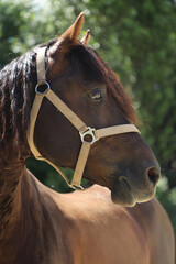 Obraz premium Adult morgan horse standing in summer corral near feeding station and other horses