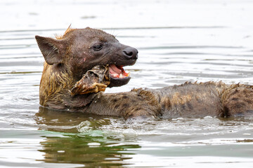 een hyena duikt de overblijfselen van een kadaver op van de bodem van een meer in Sabi Sands Game Reserve in Zuid-Afrika