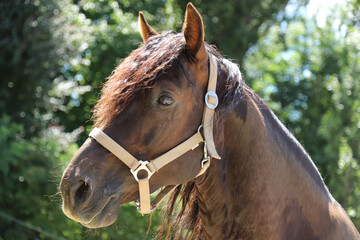 Fototapeta premium Close-up portrait of a young morgan breed stallion portrait in the paddock on a clear sunny day
