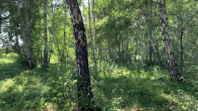 A beautiful thick green birch forest. Summer landscape