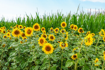 Sonnenblumenfeld vor grünem Maisfeld und blauem Himmel