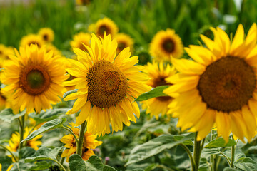 Sonnenblumen aufgereiht in einem Sonnenblumenfeld