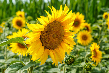 Sonnenblumen mit Detailansicht