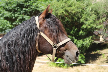 Close-up portrait of a young morgan breed stallion portrait in the paddock on a clear sunny day