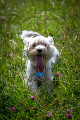 Chinese Crested in the Grass