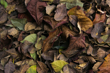 leaves on the ground in autumn