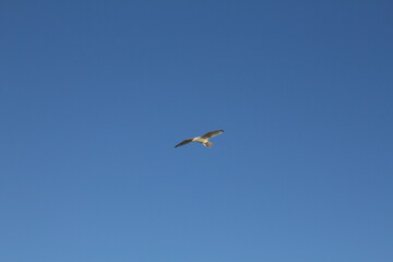 seagull in flight