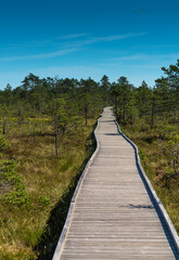 Obraz premium Boardwalk over a raised bog, Lahemaa National Park, Estonia,. The largest park in Estonia. It was the first national park of the former Soviet Union.