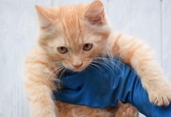 Domestic cat being examined by a veterinarian in a clinic
