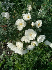 Delicate flowers of white rosehip