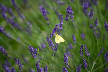 butterfly on lavender flower