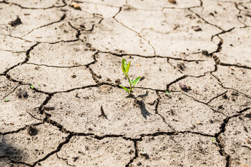 A green sprout breaks through the dried, cracked earth.