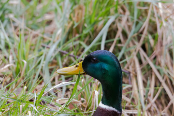 Mallard duck swims in the water of a river