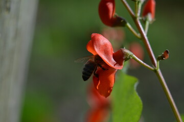 Bee on red bean flower close up