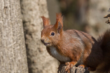European brown squirrel in winter coat on a branch in the forest
