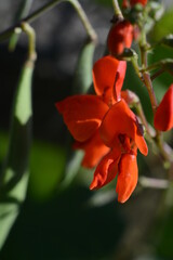 Red bean flowers close-up on the background of ripe pods