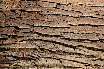 bark closeup texture