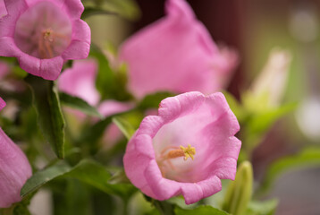 Fototapeta na wymiar isolated pink campanula bell flower bloom
