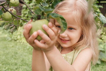apple harvest. Beautiful little blonde girl wrapped her hands around a green apple on a tree in the garden and smiles