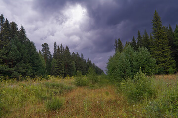 Summer landscape green meadow on a background of forest and cloudy sky.