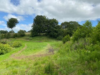 Farmland, with wild plants and trees, high on the hills near, Trawden, Colne, UK
