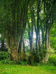 Green forest environment