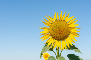 Naklejka premium Planta de girasol para la producción de aceite vegetal.